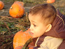 Kayden in search of the Great Pumpkin