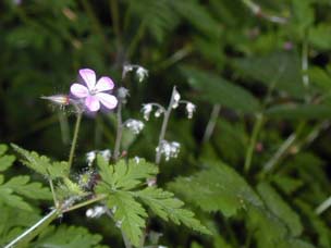 Lovely flower photo by Andie Murat