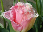 Tulip