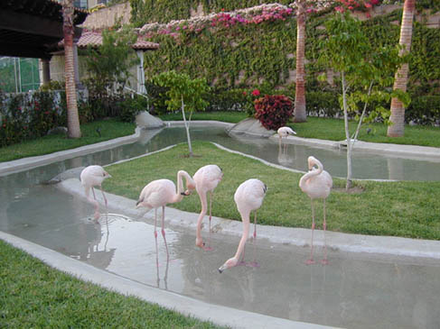 FLAMINGO