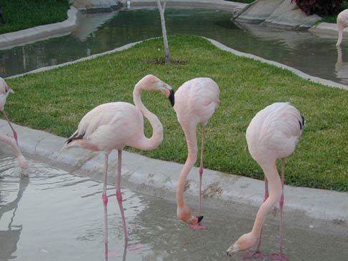FLAMINGO2