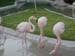 FLAMINGO2