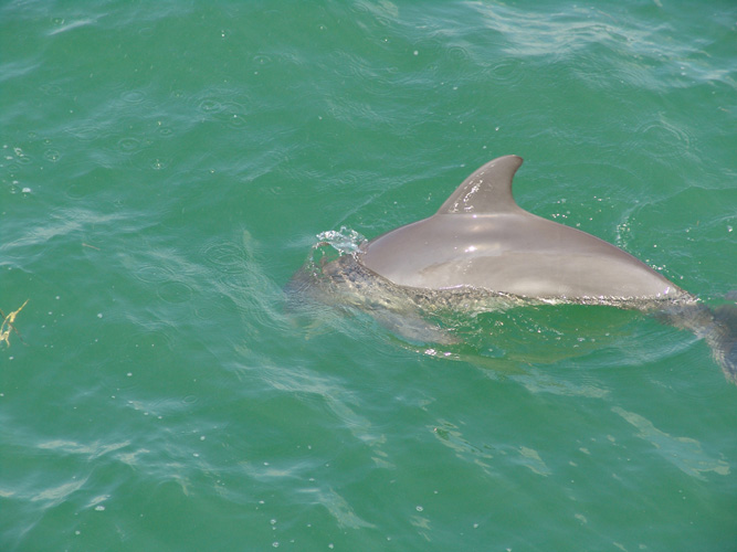 Dolphin 03