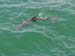 Dolphin 02
