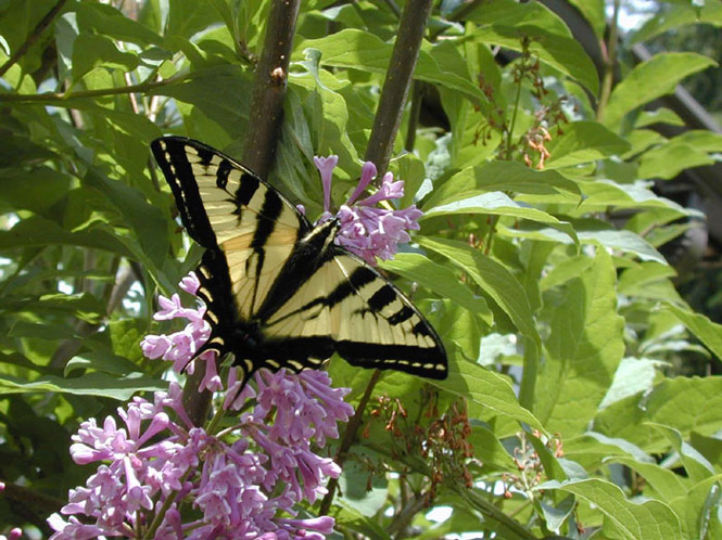 97 Butterfly 2