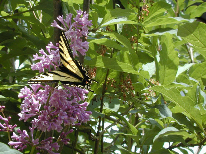 97 Butterfly