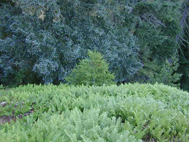 97 Ferns