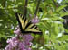 97 Butterfly 2