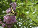 97 Butterfly