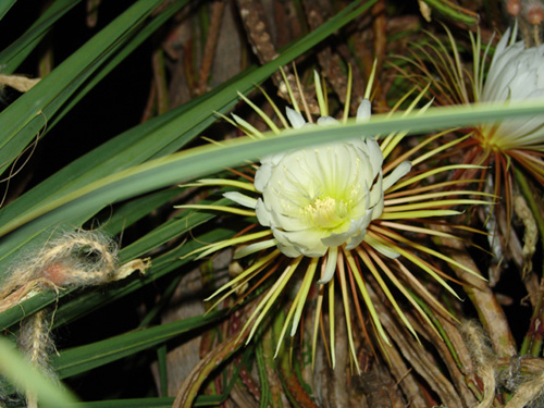 Bloom 02