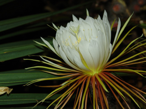 Bloom 06
