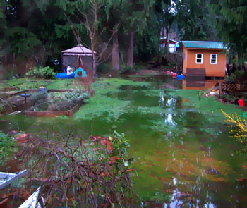 Flooded Yard