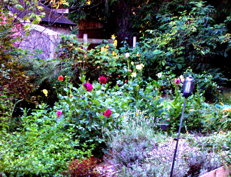 Andie's Flowers