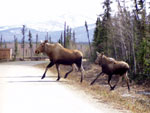 Moose
