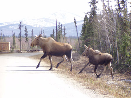 mooses