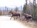 mooses