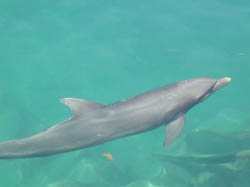 60dolphin5