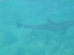 60dolphin6
