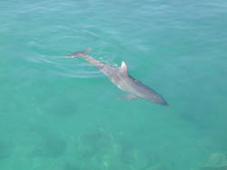 60dolphin7