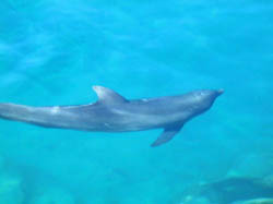 60dolphin8